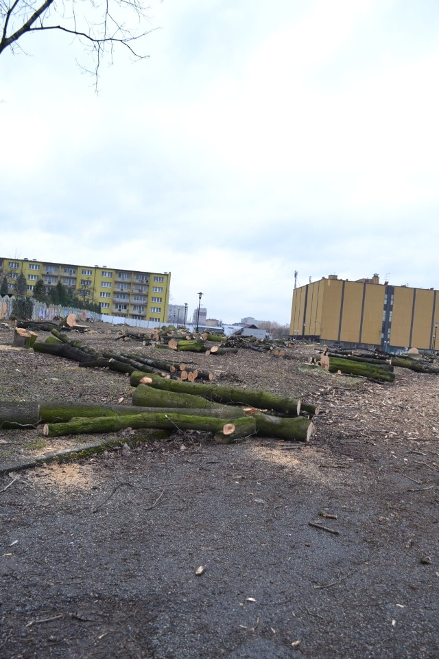 Drzewa rosnące w parku przy Domusie zostały ścięte