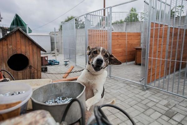 Nowe boksy i budy w schronisku przy Marmurowej w Łodzi