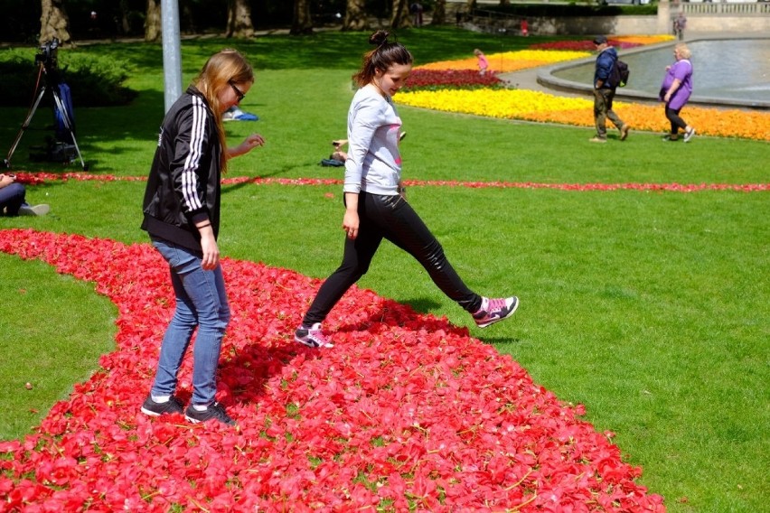 Miliony tulipanów przed Operą