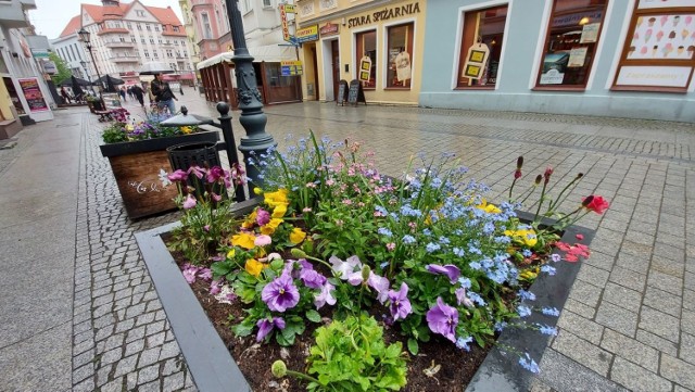 Kolorowe kwiaty w gazonach na zielonogórskich deptaku cieszą oczy mieszkańców