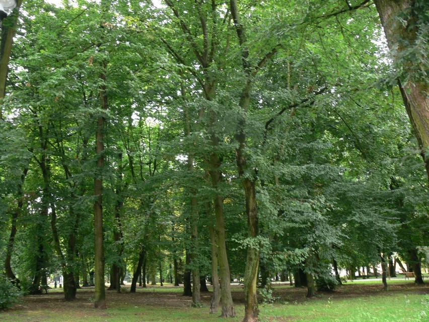 Trwa płoszenie gawronów w Parku Miejskim w Sandomierzu. Odgłosy drapieżnych ptaków słychać w koronie drzew 