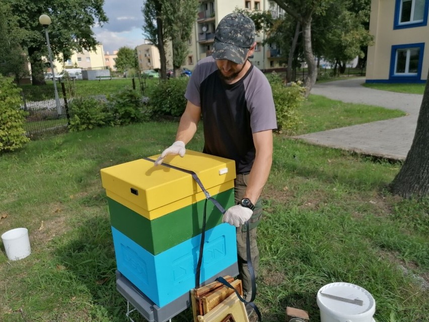 Paweł Sulatycki dokarmia pszczoły syropem