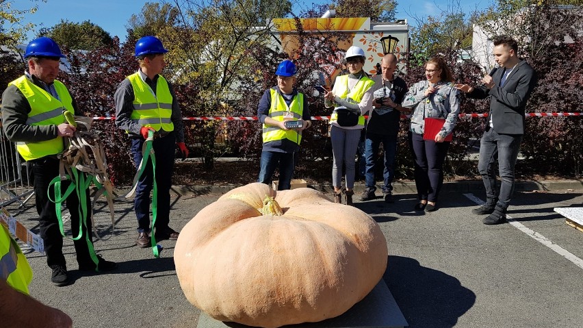 Festiwal Dyni w Krapkowicach 2018. W konkursie na najcięższą dynię wygrało warzywo liczące 746,5 kg