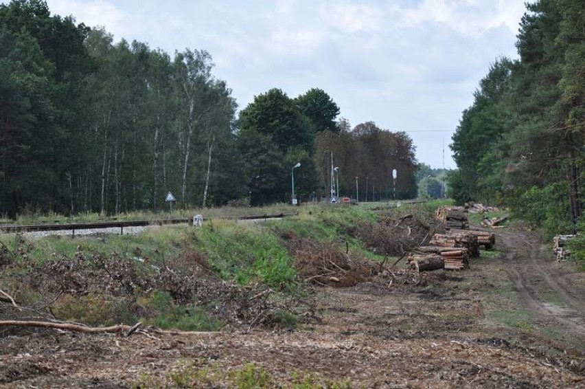 Kolejarze masowo wycinają drzewa na Dolnym Śląsku