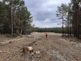 Wycinają las wokół Pustyni Błędowskiej? Nie, to przygotowania nowego szlaku, który ma być gotowy na początku 2022 roku