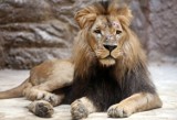 Mieszkańcy gdańskiego zoo. Zobacz piękne zdjęcia zwierząt z Gdańskiego Ogrodu Zoologicznego