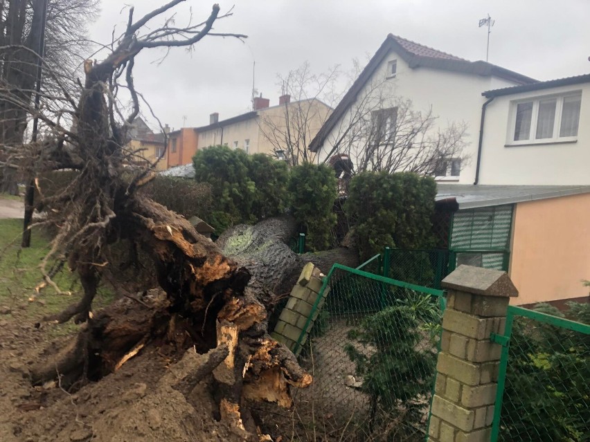 Potężny podmuch wiatru powalił drzewo na jedną z posesji...