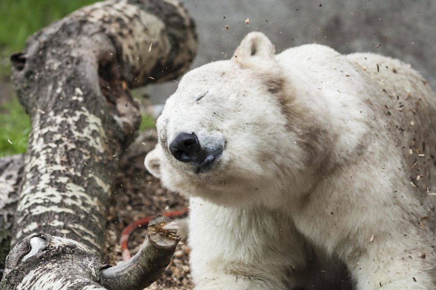 Niezwykłe fotografie warszawskiego zoo. Zobaczcie dumnych mieszkańców miejskiego ogrodu [ZDJĘCIA]