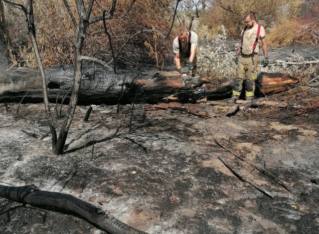 Z pożarem traw i trzcin na cyplu strażacy walczyli pięć dni. Spłonęło kilkadziesiąt hektarów.