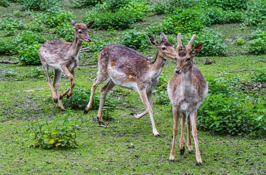 W zoo w Myślęcinku na wybiegu można spotkać, m.in., małe...