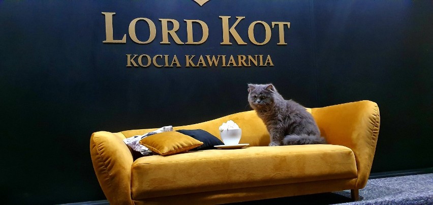 Lord Kot w Suwałkach. W tej kawiarni rządzą koty [Zdjęcia]