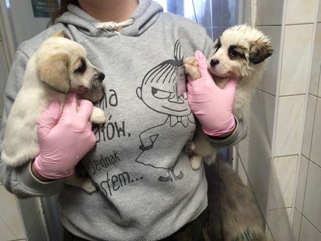 Psiaki dochodzą do siebie w bydgoskim Schronisku dla Zwierząt.