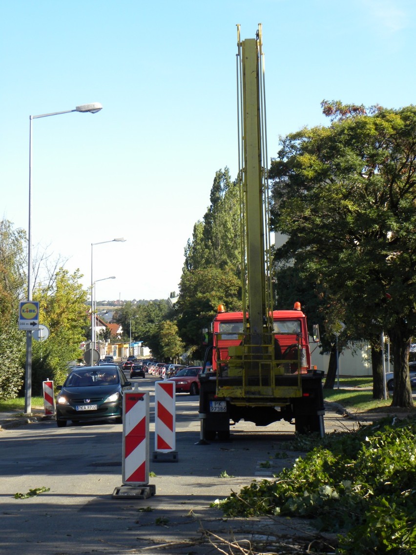 Drogowcy wytną prawie 70 drzew na ulicy Młynarskiej