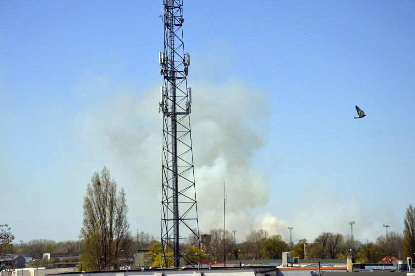 Głogów: Wielki pożar na Biechowie. Strażacy z całego powiatu walczą z ogniem. ZDJĘCIA I FILM Z AKCJI