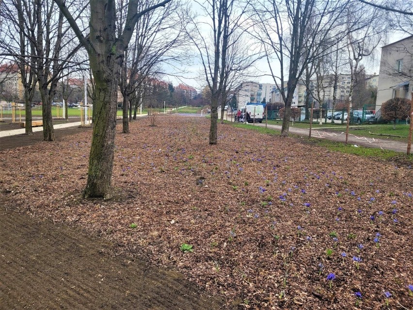 Urzędnicy miejskiej jednostki chwalą się nasadzeniami w...