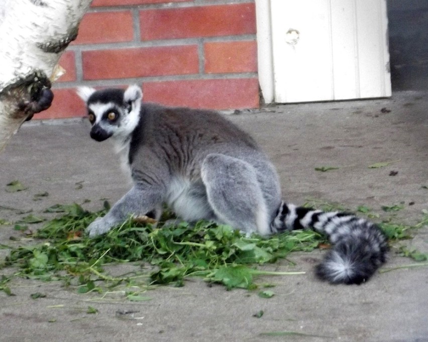 Lemur w Myślęcinku