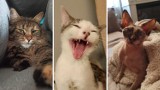 Przesłodkie koty mieszkańców Legnicy i okolic. Czytelnicy pochwalili się swoimi zwierzakami. Są piękne! [ZDJĘCIA]