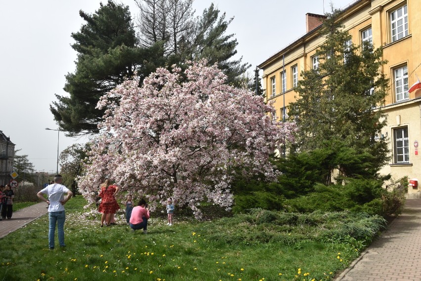 Drugi dzień świąt wielkanocnych w Tarnowie. Piękna pogoda na spacer, kwitnące magnolie i drzewa tarniny oraz oblegane punkty sprzedaży lodów