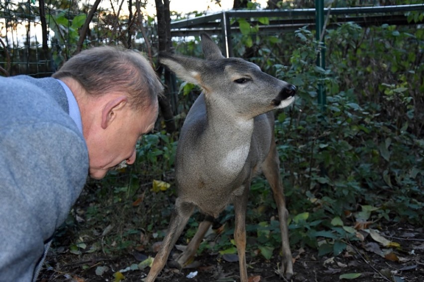 Dzikie zwierzęta w Raczkowej znajdują spokój.