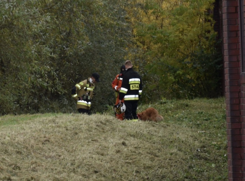 Nowy Sącz. Znaleziono ciało zaginionej sądeczanki