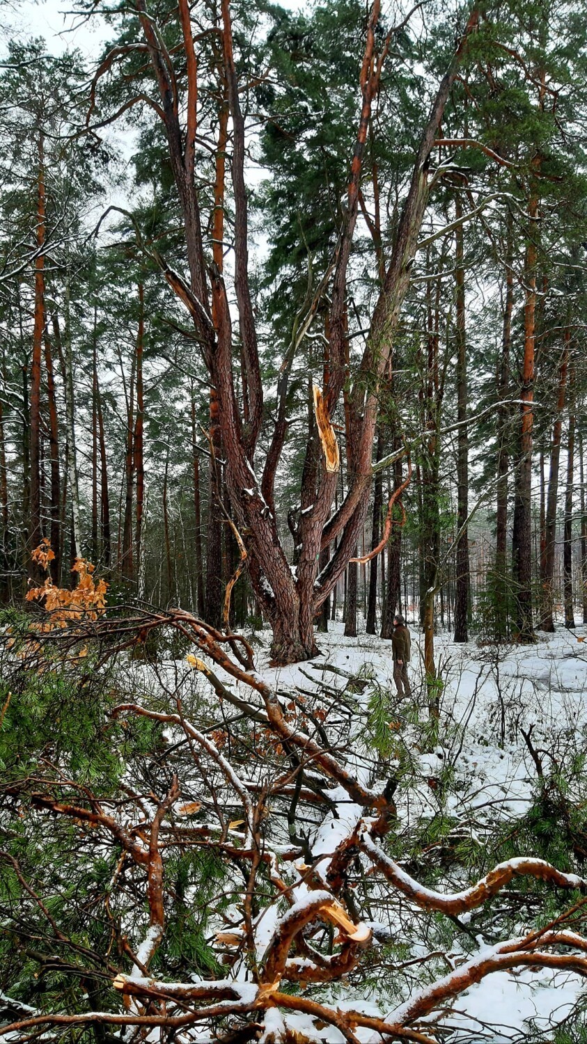 Ośmiornica to niesamowity pomnik przyrody na trasie Brody -...