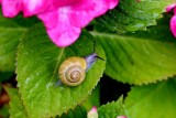 Koniec ze ślimakami w ogrodzie! Naturalne i skuteczne sposoby na piękny ogród bez intruzów