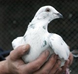 Jeleśnia: Ukradł gołębia pocztowego