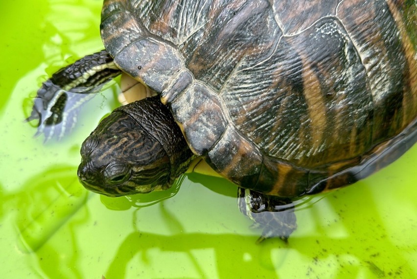 Kobieta zaopiekowała się żółwiem, którego znalazła na ulicy w Kielcach i... ma kłopoty