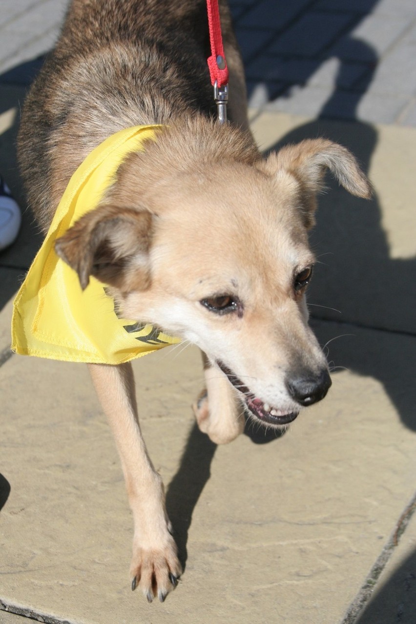 Puławy: Akcja adopcyjna psów pod Urzędem Miasta (foto)