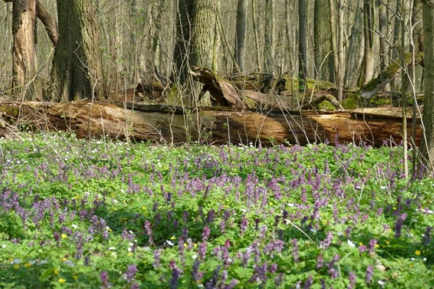 Nadleśnictwo Durowo zaprasza na wiosenną wycieczkę do lasu. Co warto zobaczyć? 