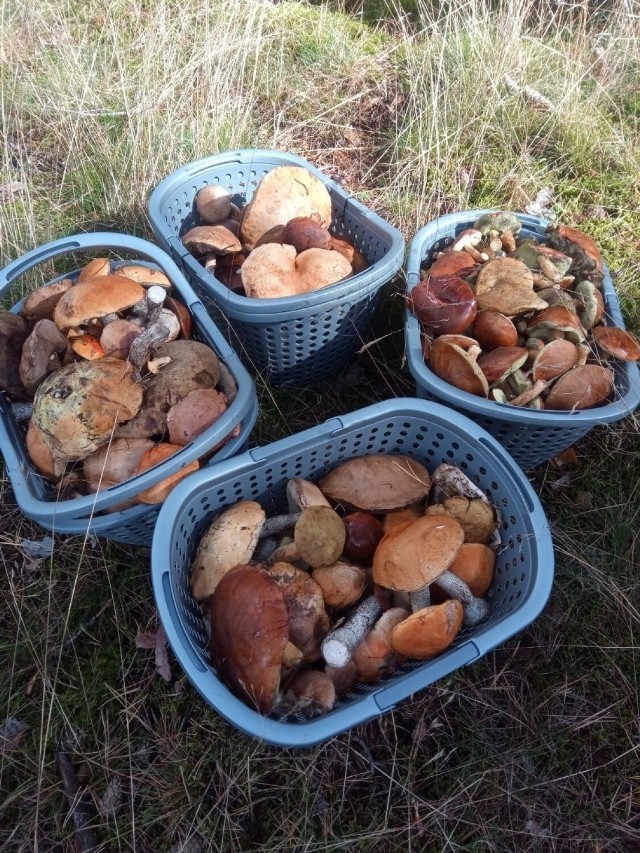 Takie kosze pięknych grzybów znalezione zostały w ostatnich dniach w lasach powiatu zgierskiegi