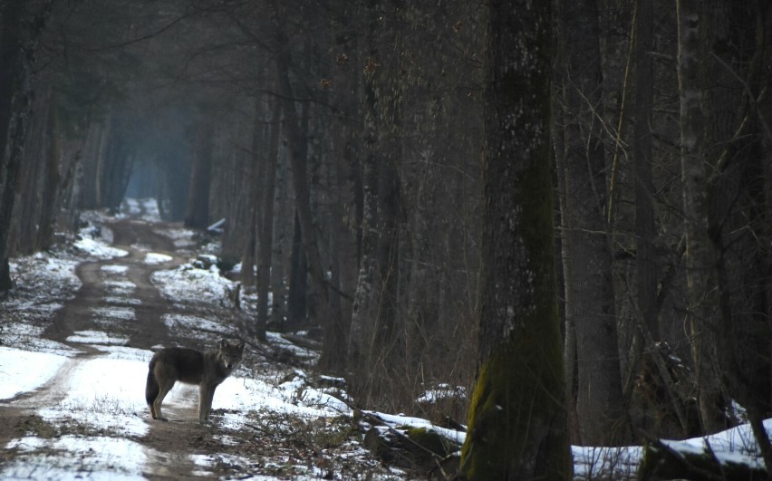 W Puszczy Białowieskiej wilki częściej można usłyszeć niż...