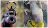 Gm. Malbork. Pies postrzelony z wiatrówki! Wolontariusze z Reksa szukają sprawcy