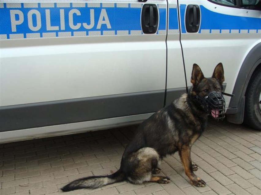 Iryd - nowy pies w policji
