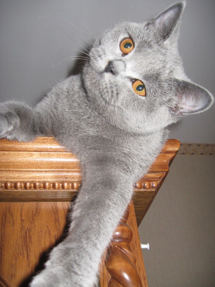 Klara - kotka brytyjska krótkowłosa, o pięknym niebieskim...
