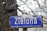 Śnieżna zima wróciła do Poznania, ale nie na długo [ZDJĘCIA]