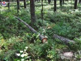 Łążek Ordynacki: Tragiczny wypadek podczas wycinki drzewa. Nie żyje 45-latek