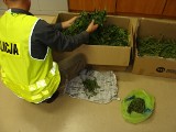 Prawie 9 kg marihuany w mieszkaniu młodego tomaszowianina. Akcja policji w Tomaszowie