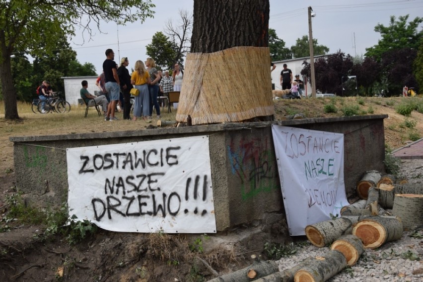 Zduńska Wola. Mieszkańcy ratują drzewo w centrum miasta przed wycięciem [zdjęcia AKTUALIZACJA]