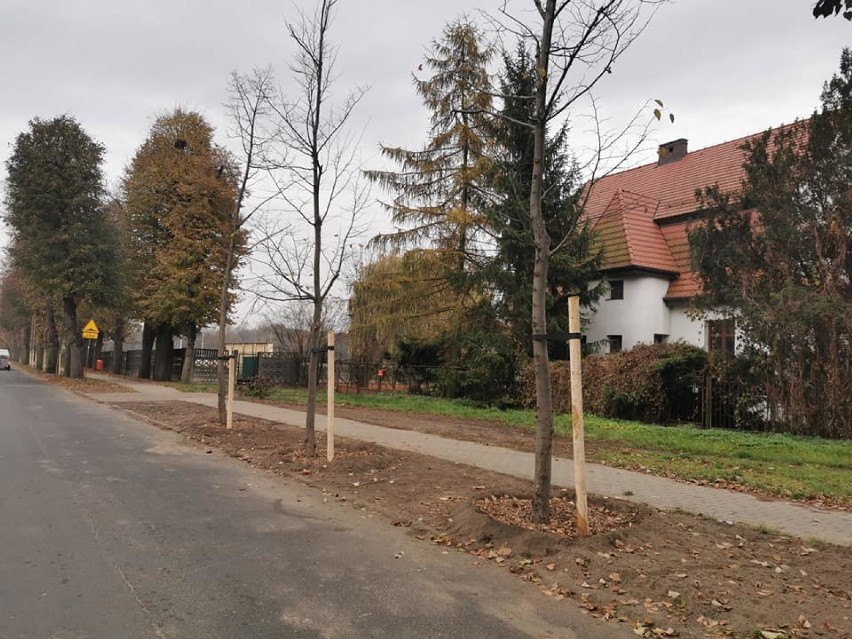 Przybywa drzew w Pleszewie. Kolejne pojawiły się na Al. Mickiewicza i ul. Sportowej