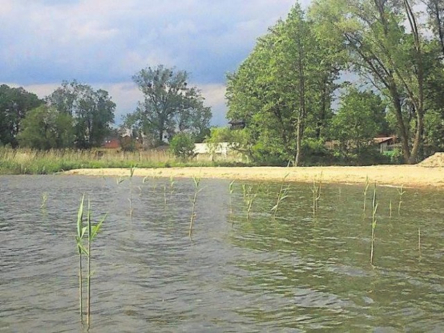 Plaża w Ratajach: Nowe kąpielisko nad Jez. Miejskim zarośnie trzciną?