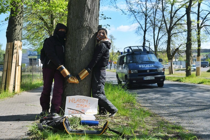 By wycinka nie postępowała dalej, w środę do drzew w Suchym...