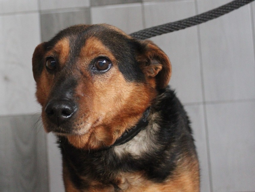 Nowy Targ. Psy ze schroniska w stolicy Podhala szukają nowego domu. Zobacz czworonogi do adopcji
