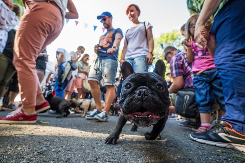 Parada buldogów 2017. Psie piękności w Parku Skaryszewskim...