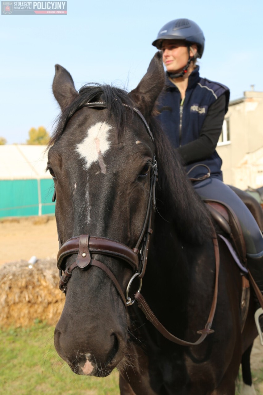 Policja w Warszawie ma nowe konie