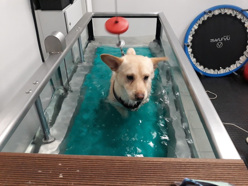 Pies Aki w czasie rehabilitacji na bieżni wodnej...