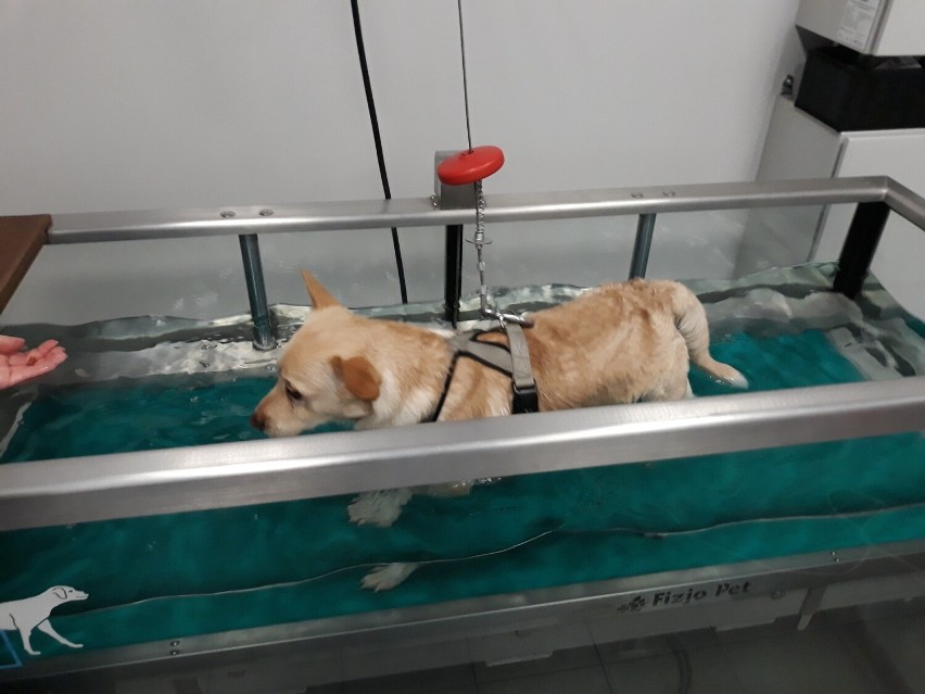 Pies Aki w czasie rehabilitacji na bieżni wodnej...