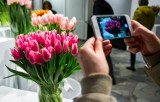 Wystawa tulipanów zawita w Warszawie. Kolorowy początek wiosny w Wilanowie. Gdzie i kiedy?