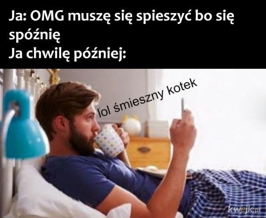 Memy z kotami robią zawrotną karierę w Polsce. Zobacz...