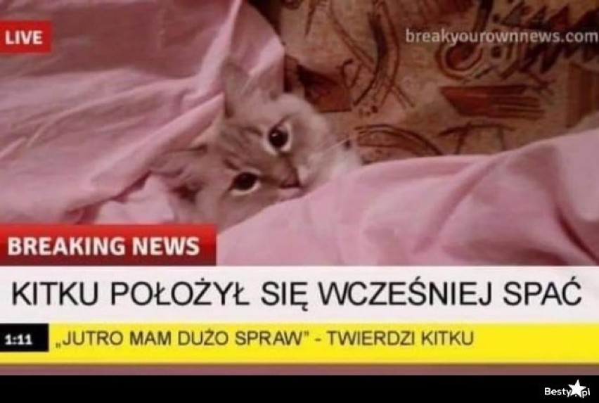 Memy z kotami robią zawrotną karierę w Polsce. Zobacz...